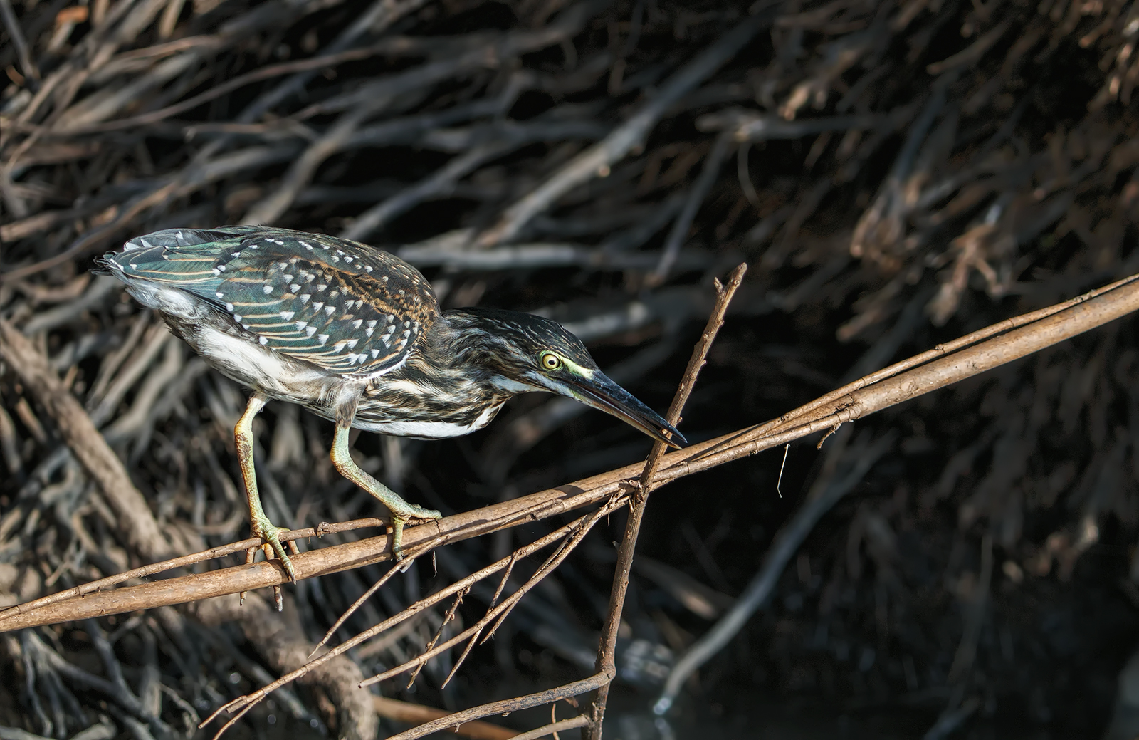 Green Backed Heron