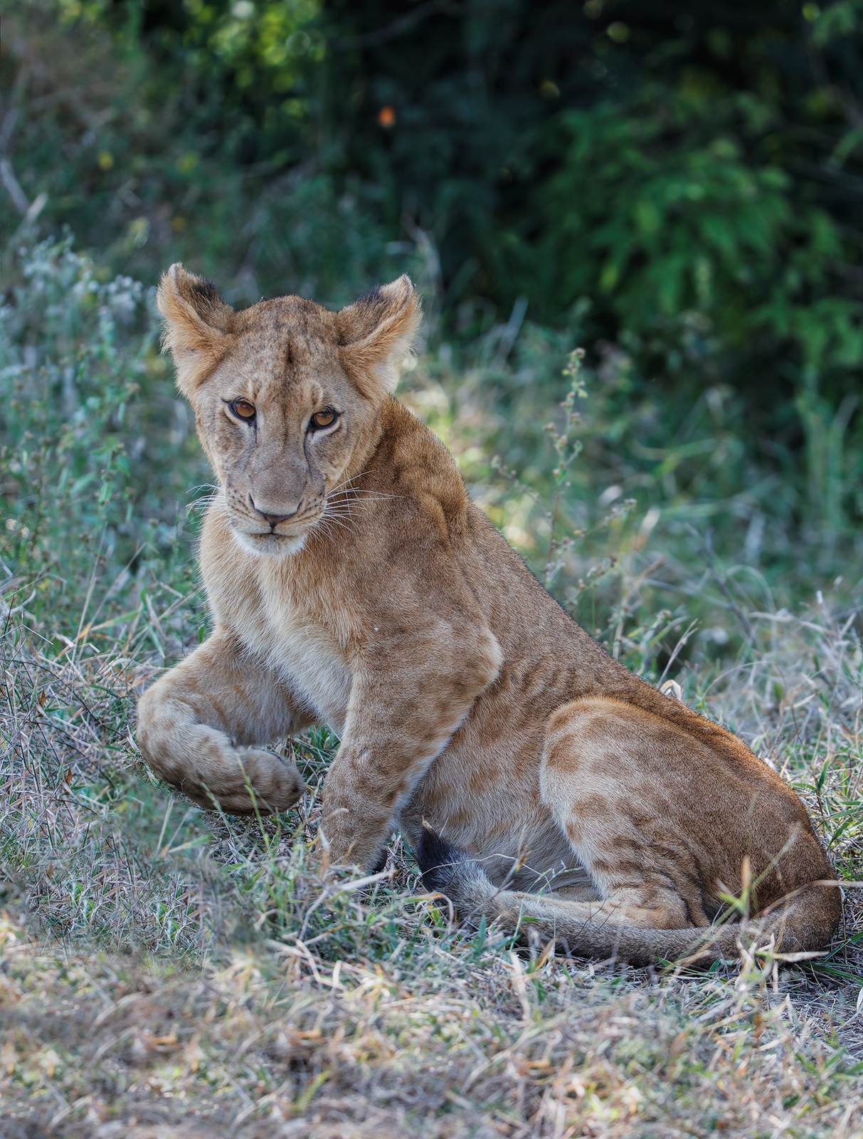 Young Lion