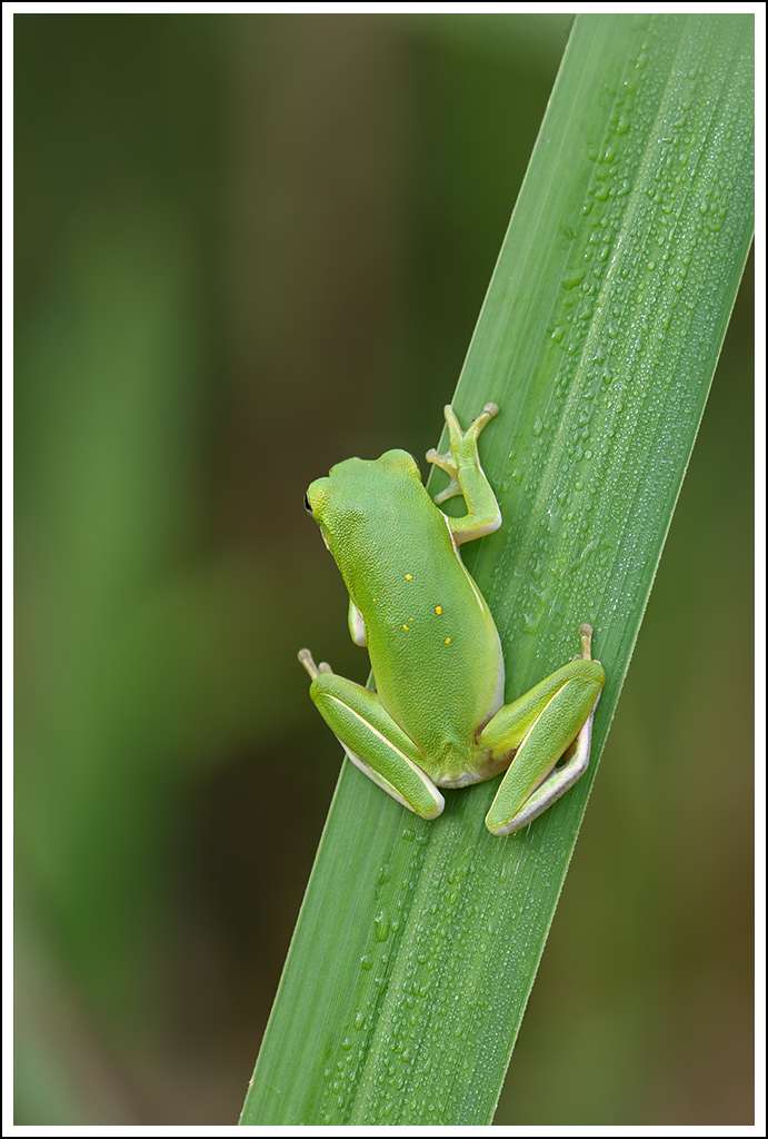 Tree Frog Take 2