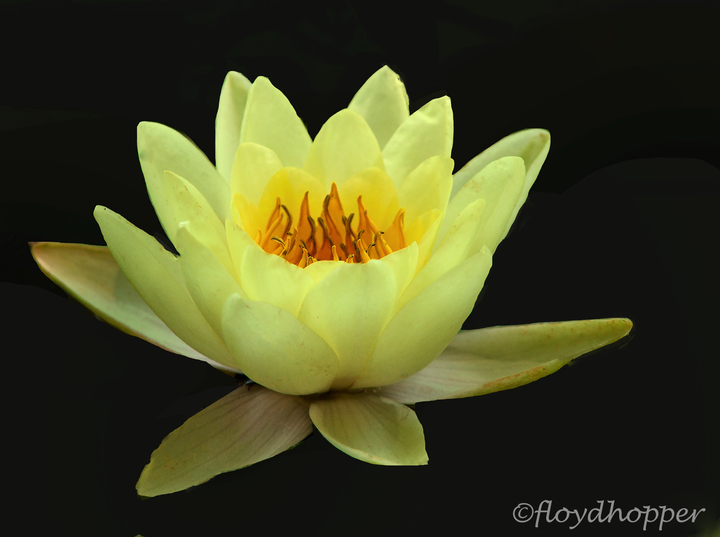 Water Lily