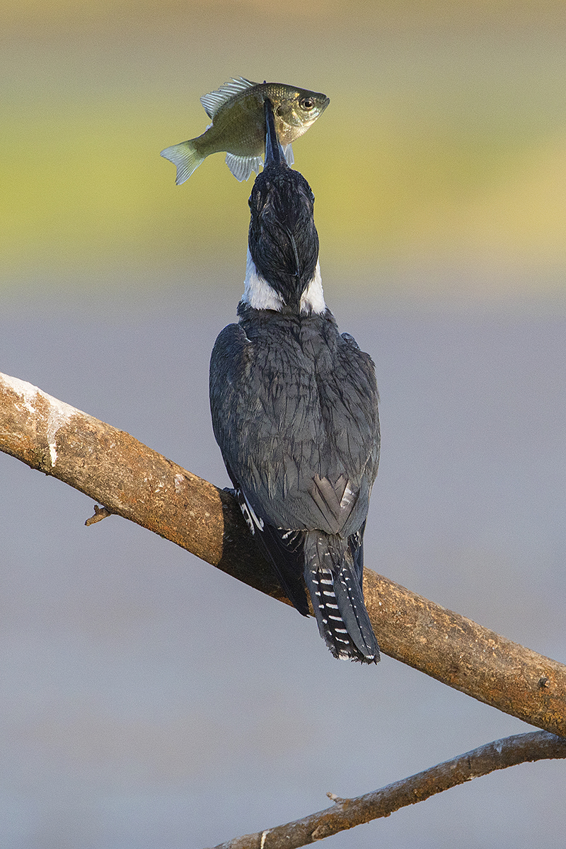 Belted Kingfisher