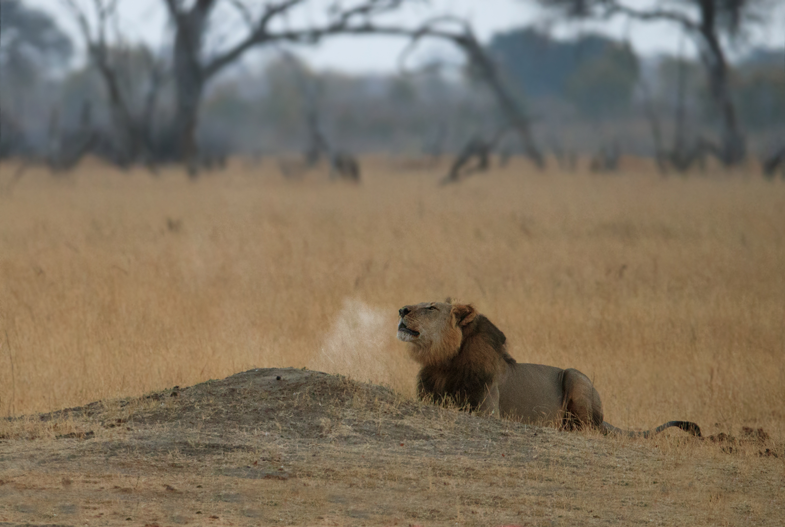 Bhubezi Roars