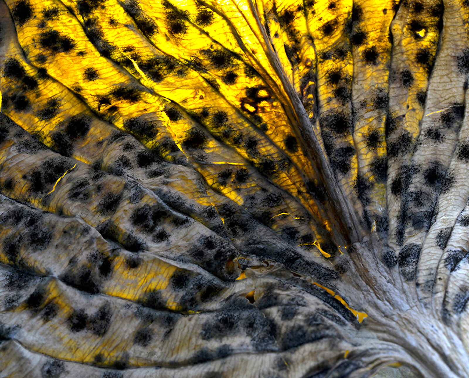 Backlit   Bass Leaf