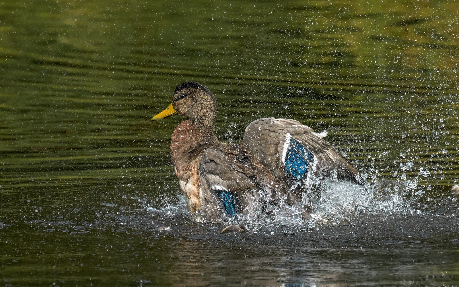 Flash & Splash