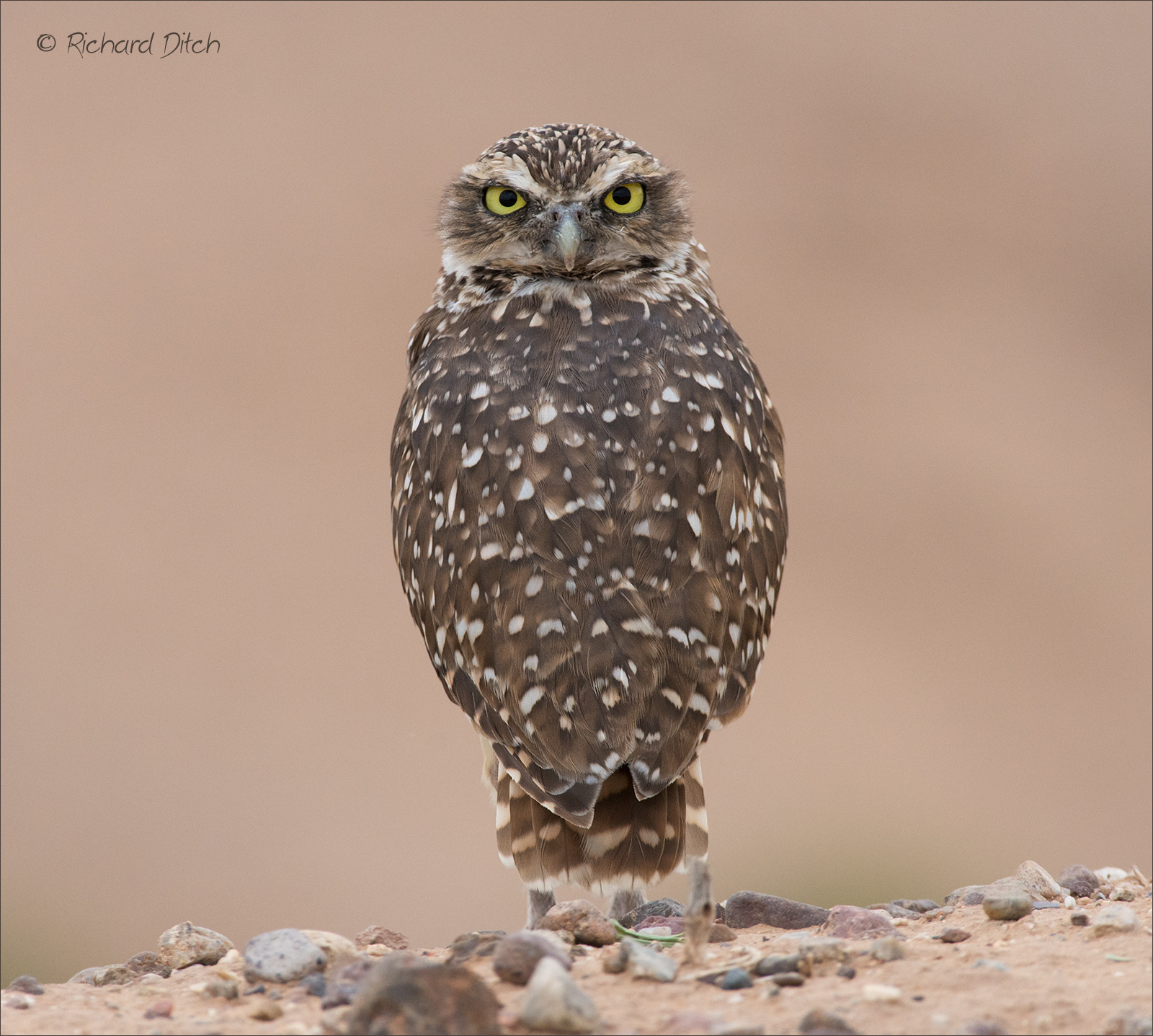 Burrowing Owl