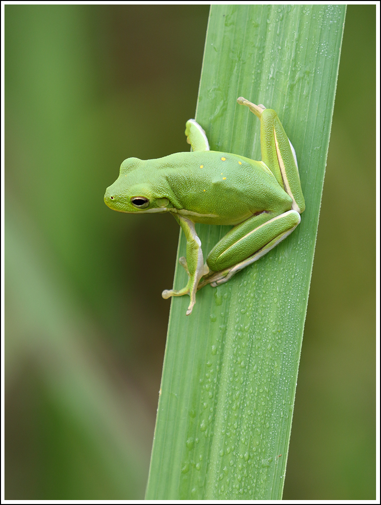 Tree Frog Take 3