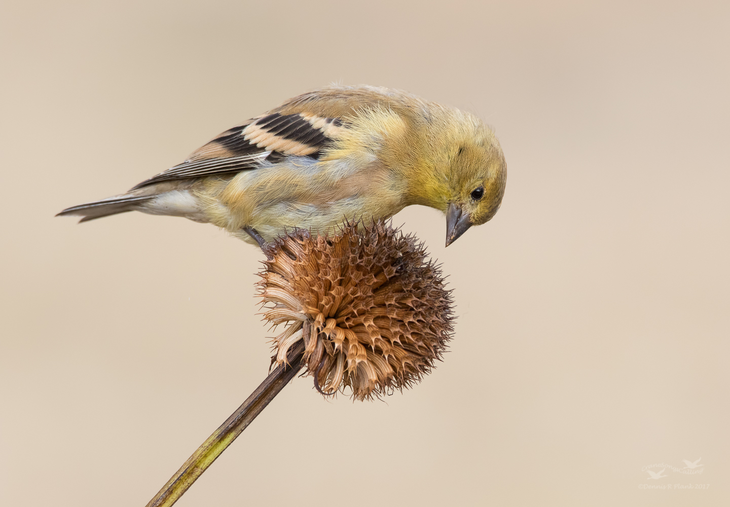 Juvenile Goldfinch
