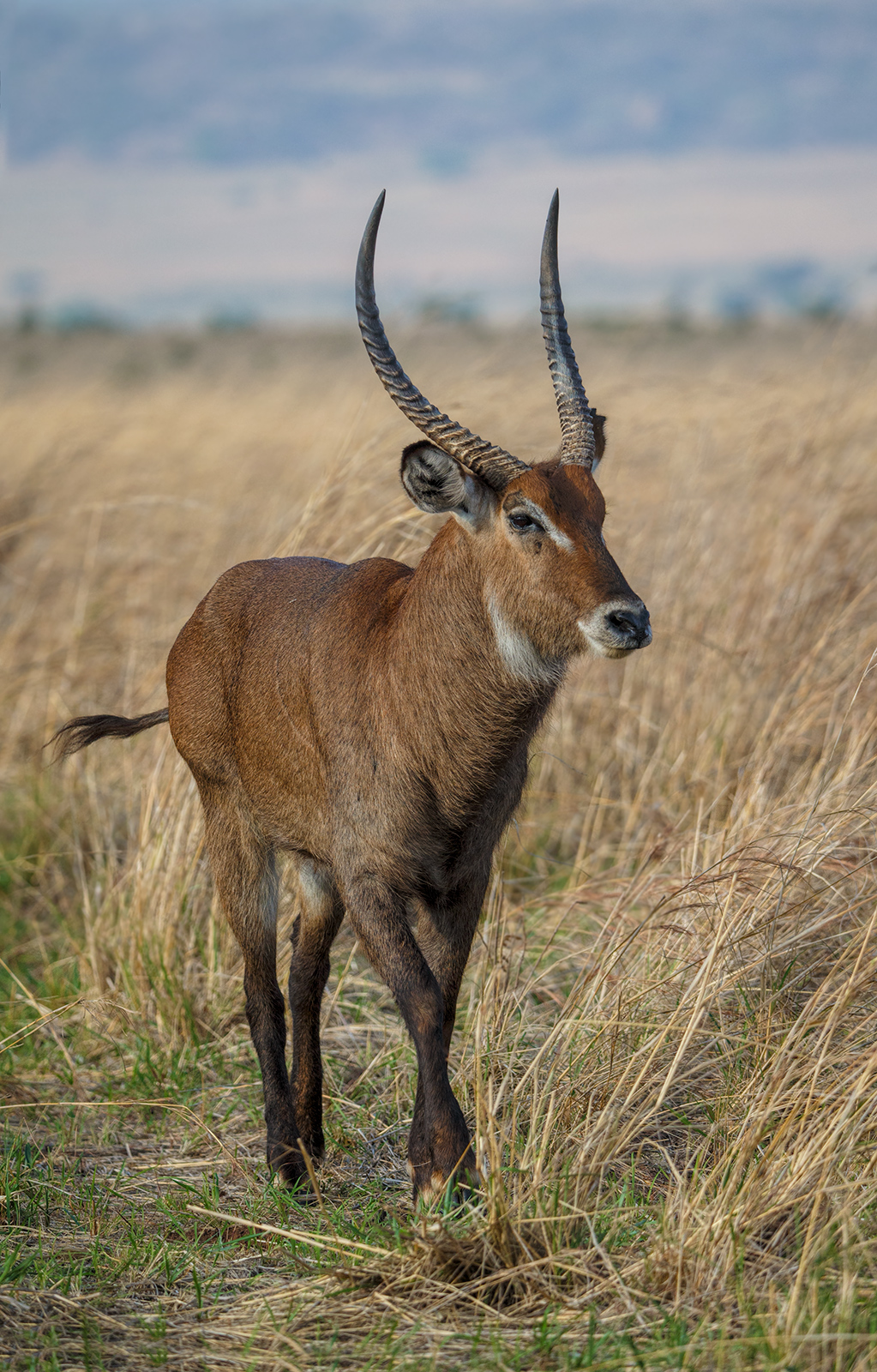 Waterbuck