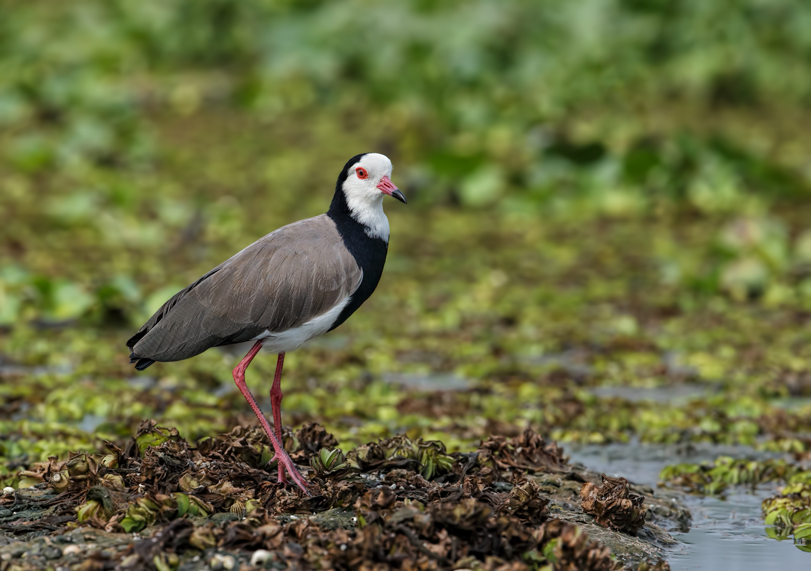 Long Toed Lapwing
