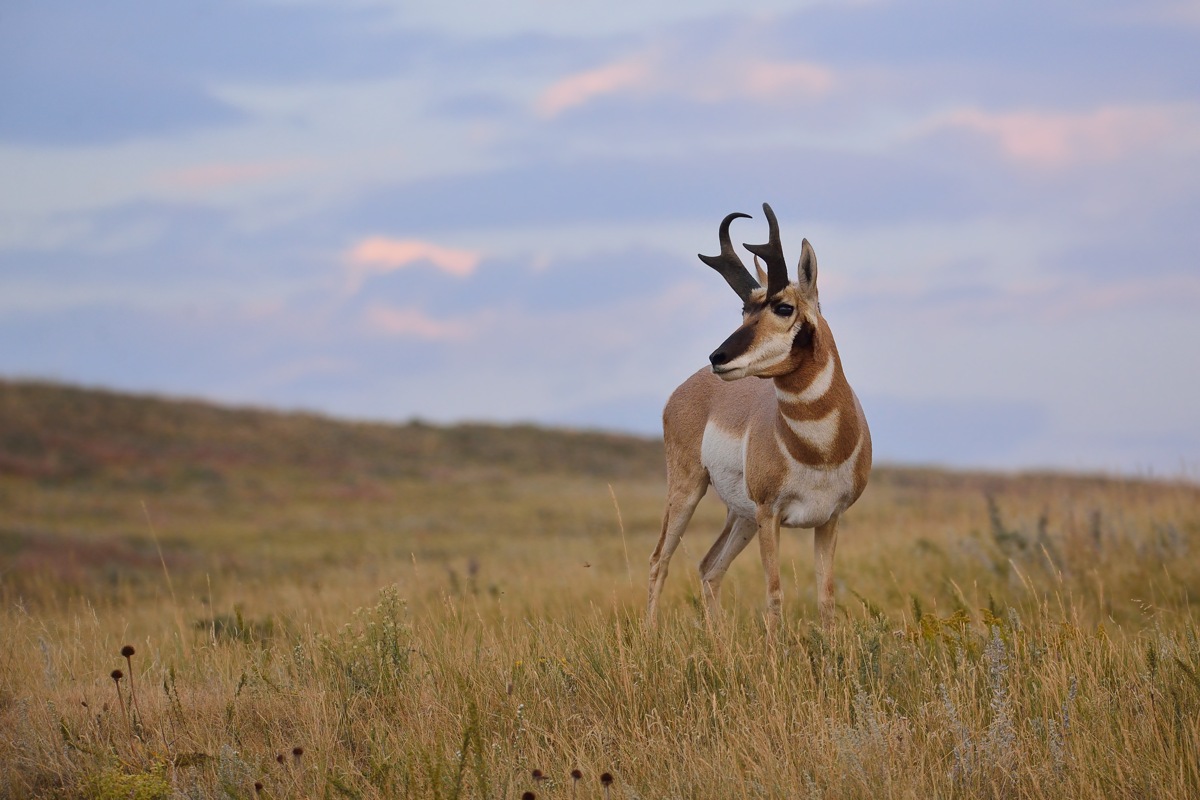 Pronghorn on guard