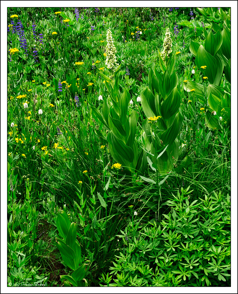 High Meadow Garden