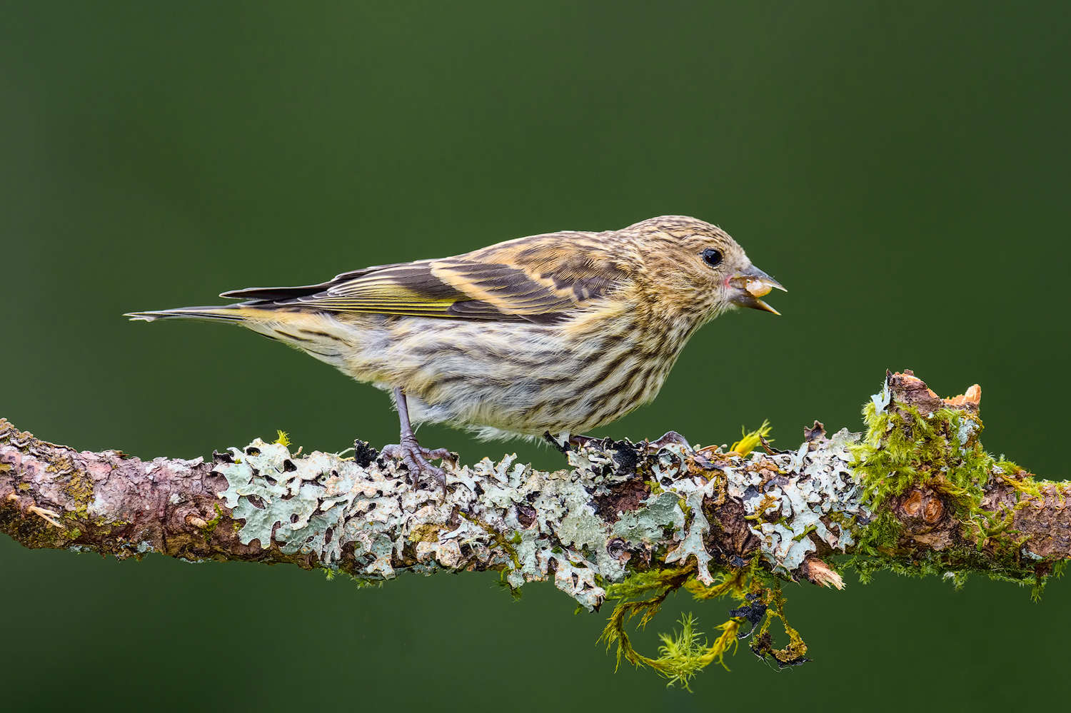 Pine Siskin