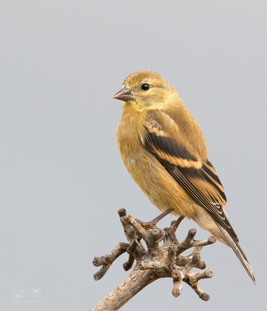 Juvenile Goldfinch