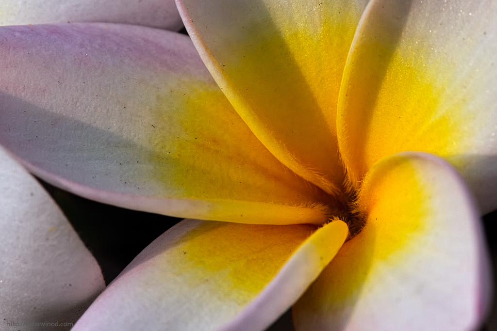 Plumeria Up Close