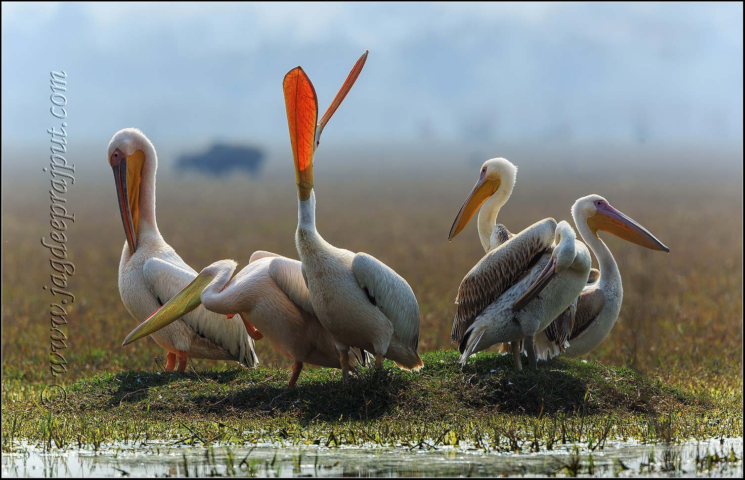 Rosy Pelicans on a mound