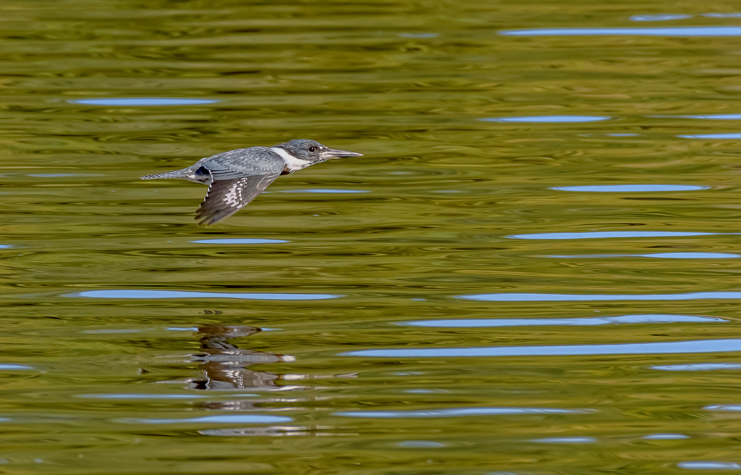 Belted Kingfisher
