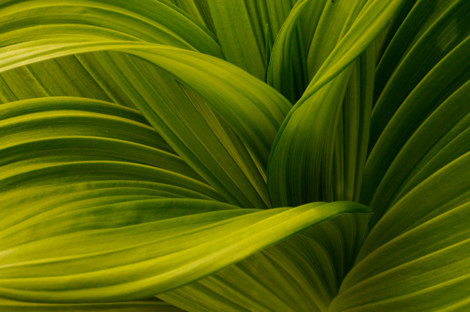 Veratrum Shadows