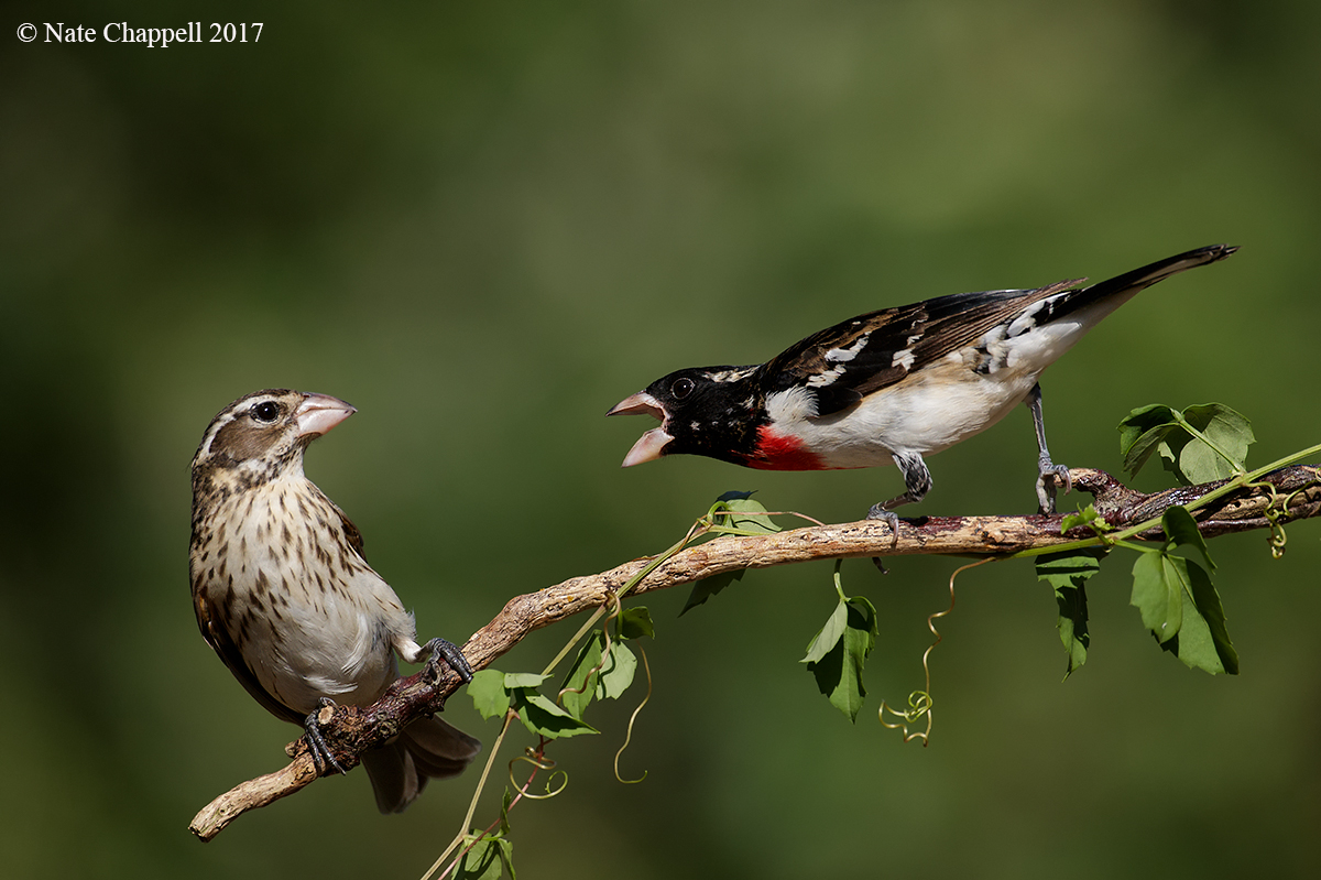 Rose-breasted Grosbeaks