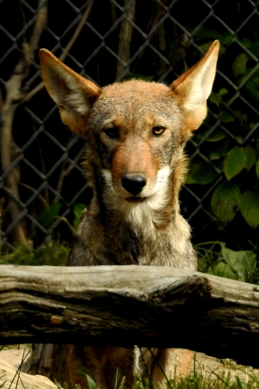 Big Ears!