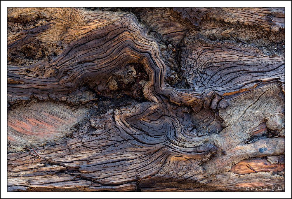 Lodgepole