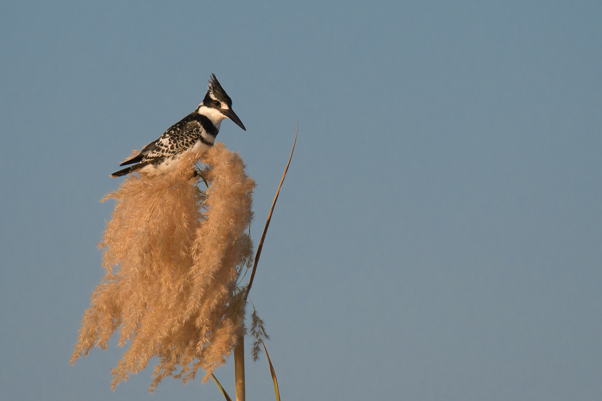 Pied Kingfisher + Crop