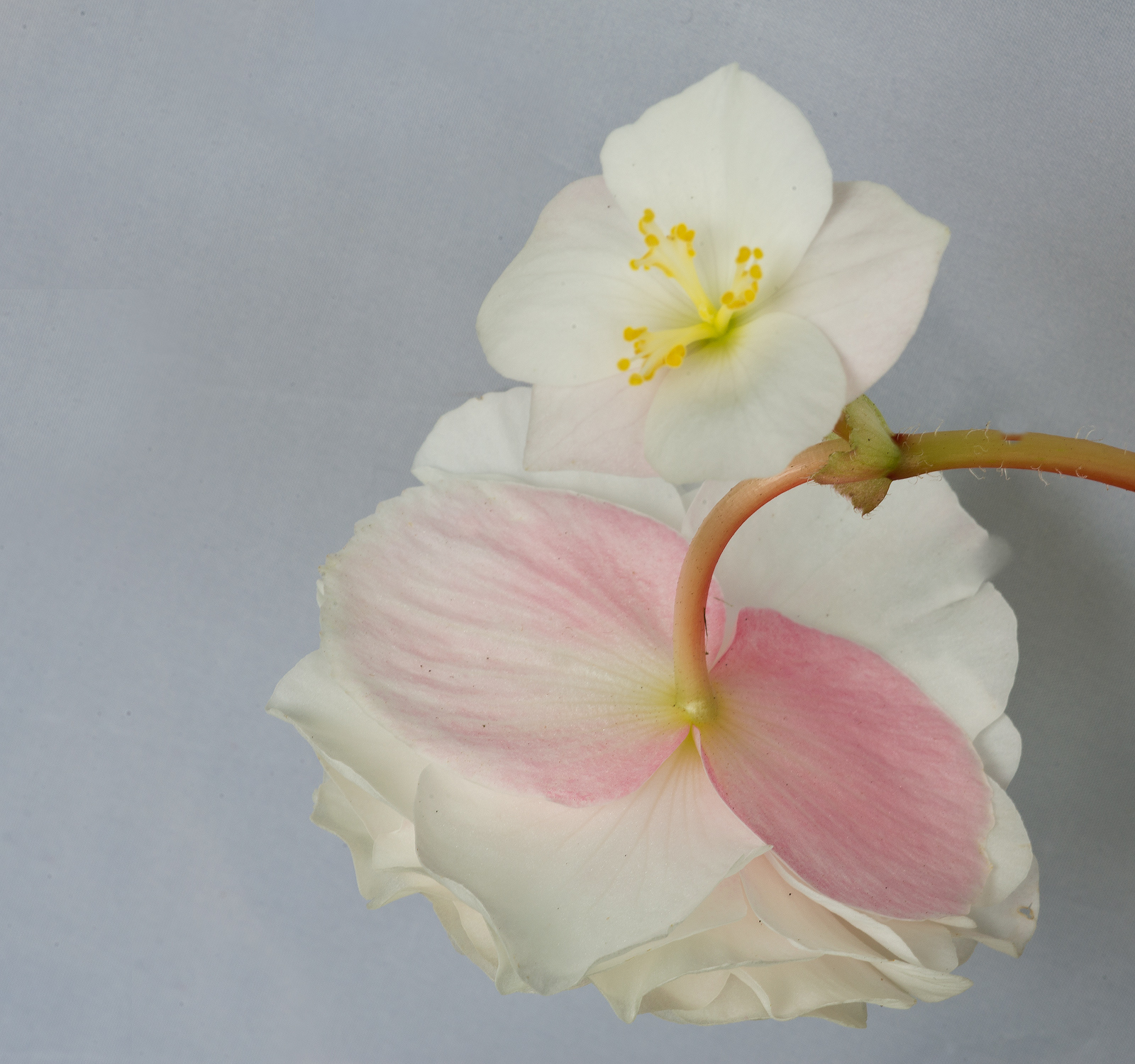 Subtle  Begonia
