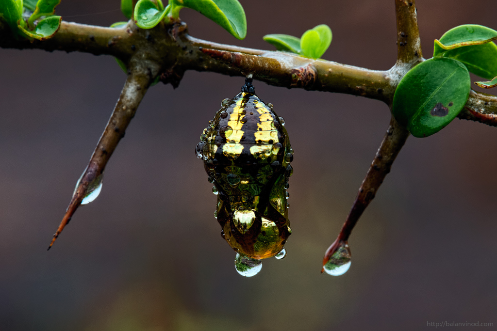 Natures Pendant