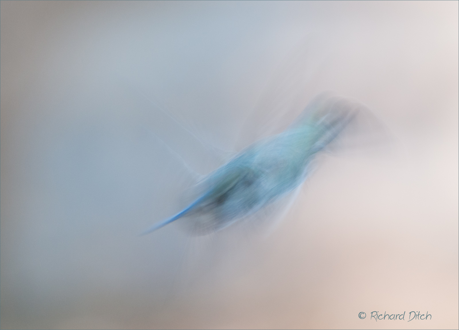 Anna's Hummingbird