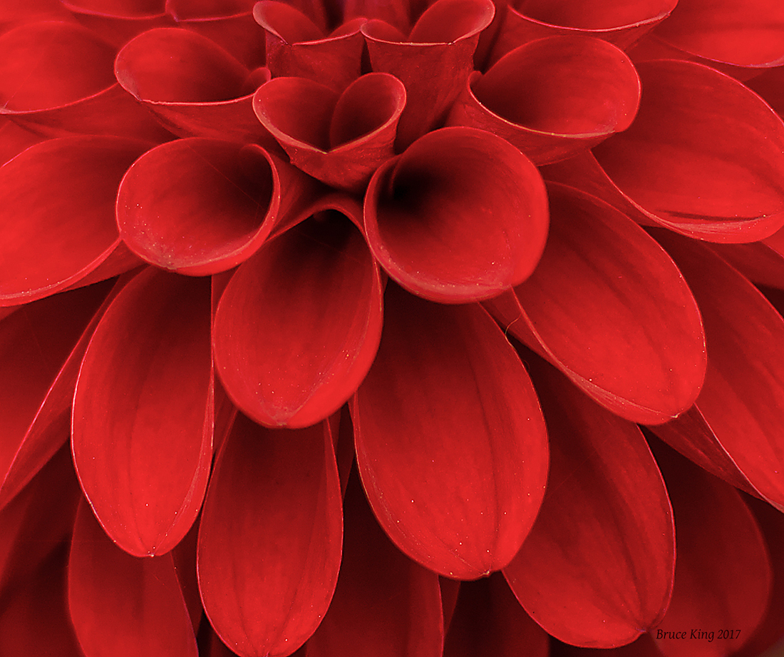 Red Dahlia 