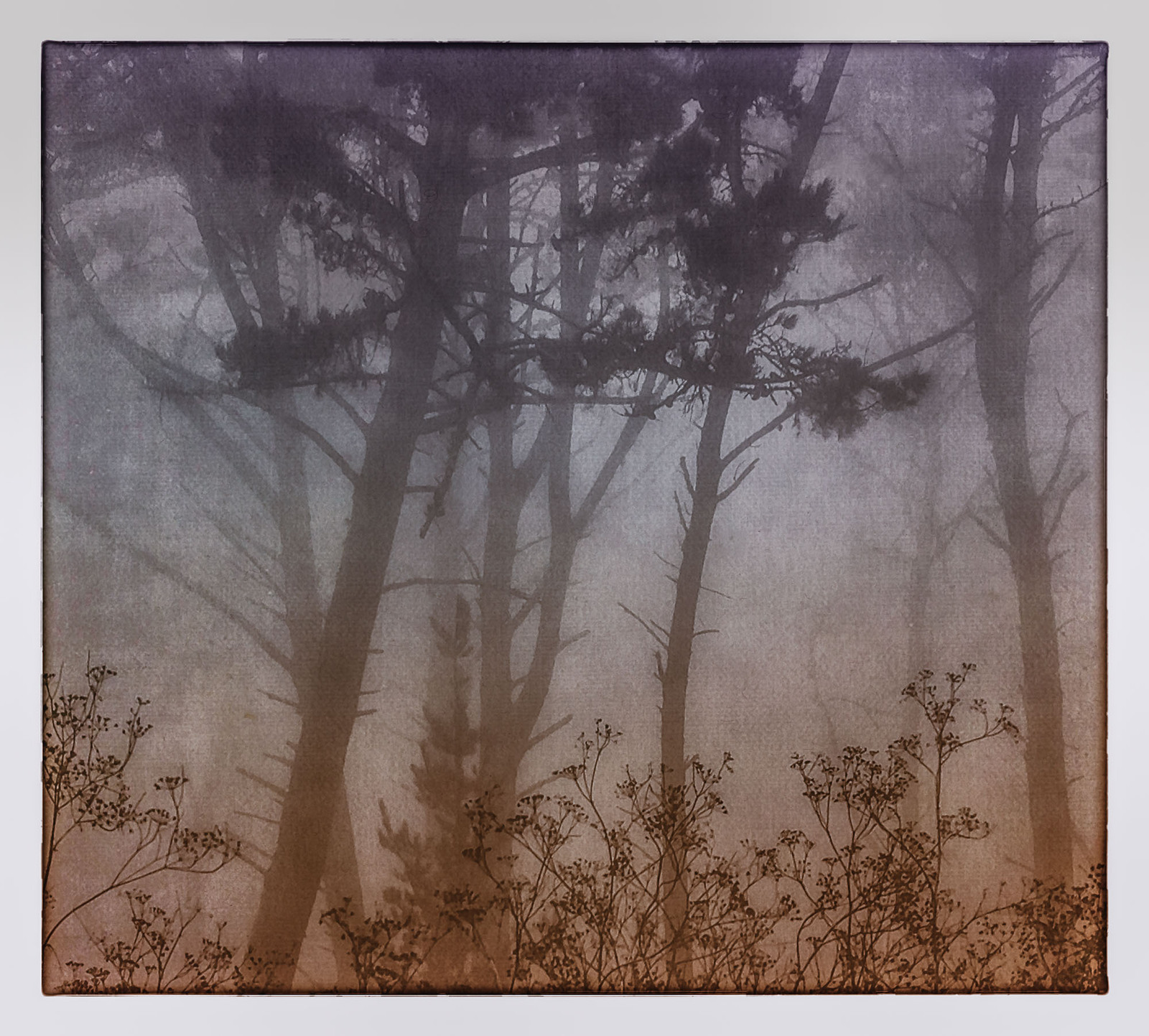Foggy Walk in the Park