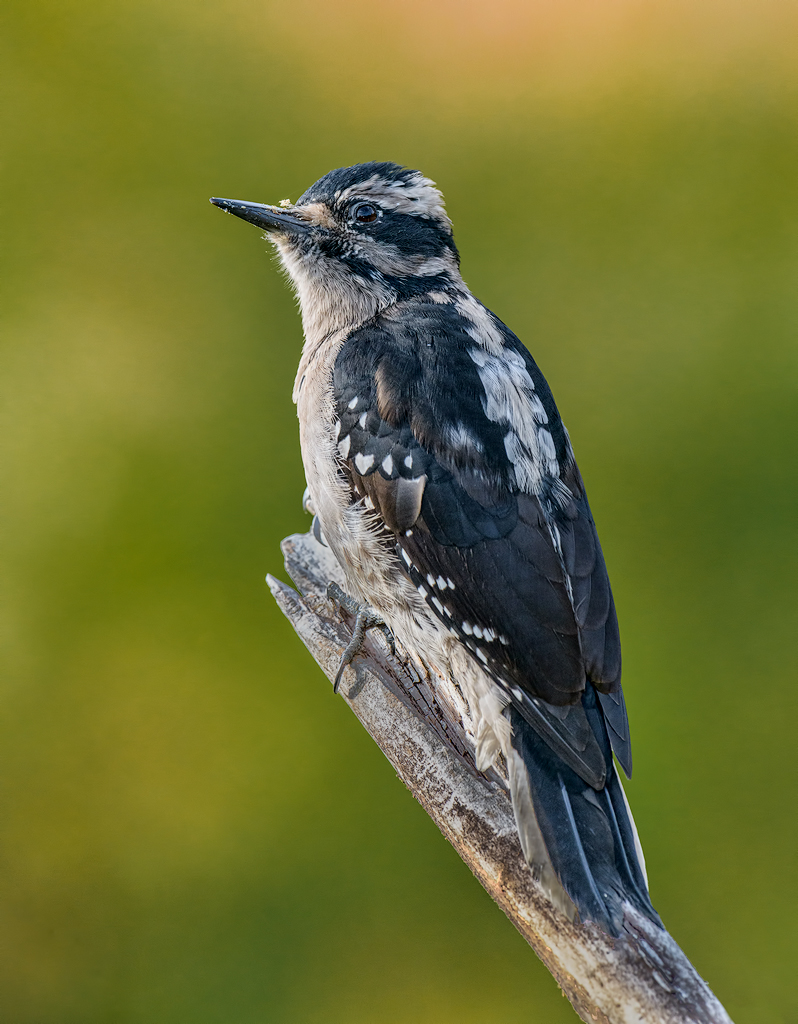 Downy Woodpecker