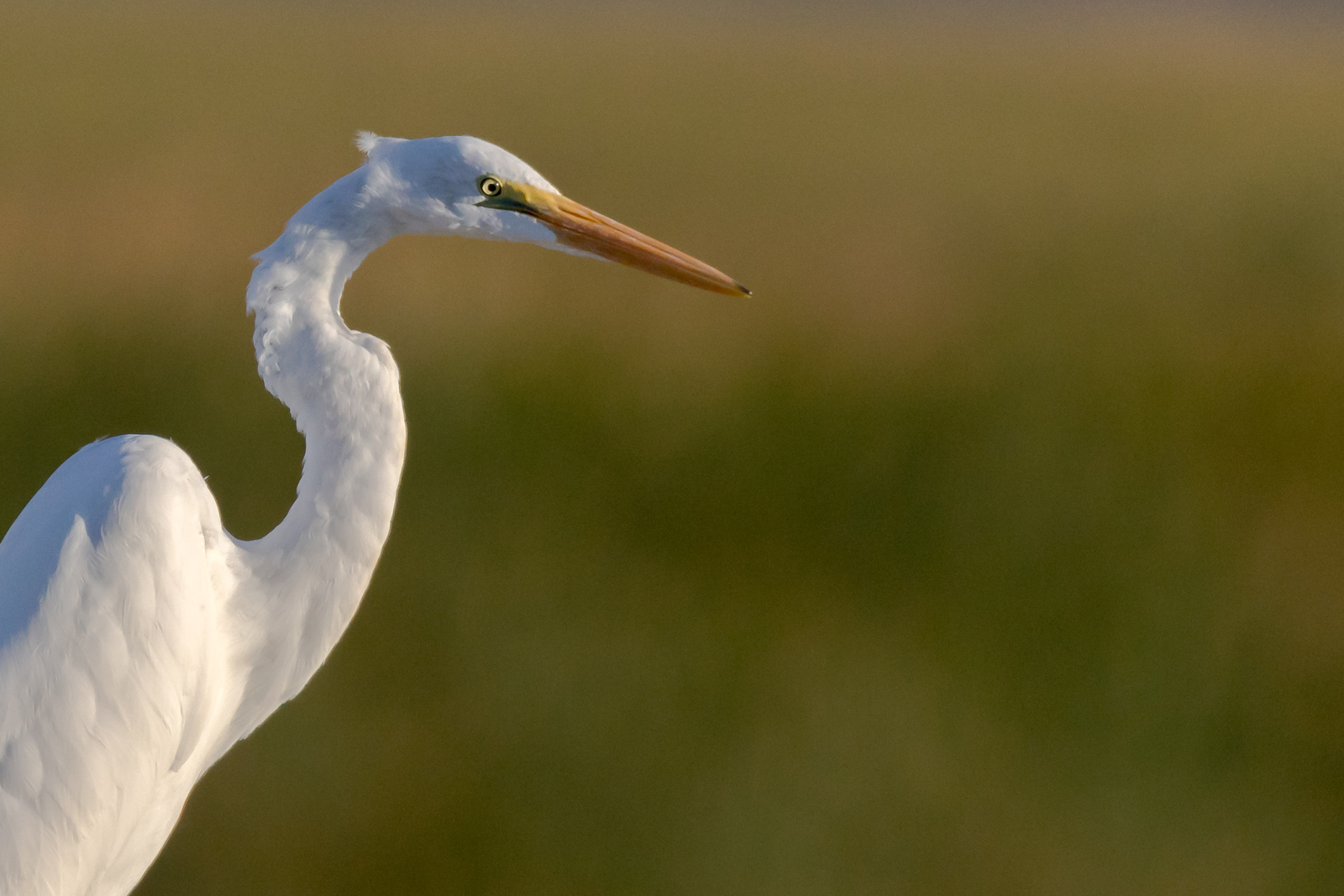 Egret on the prairie