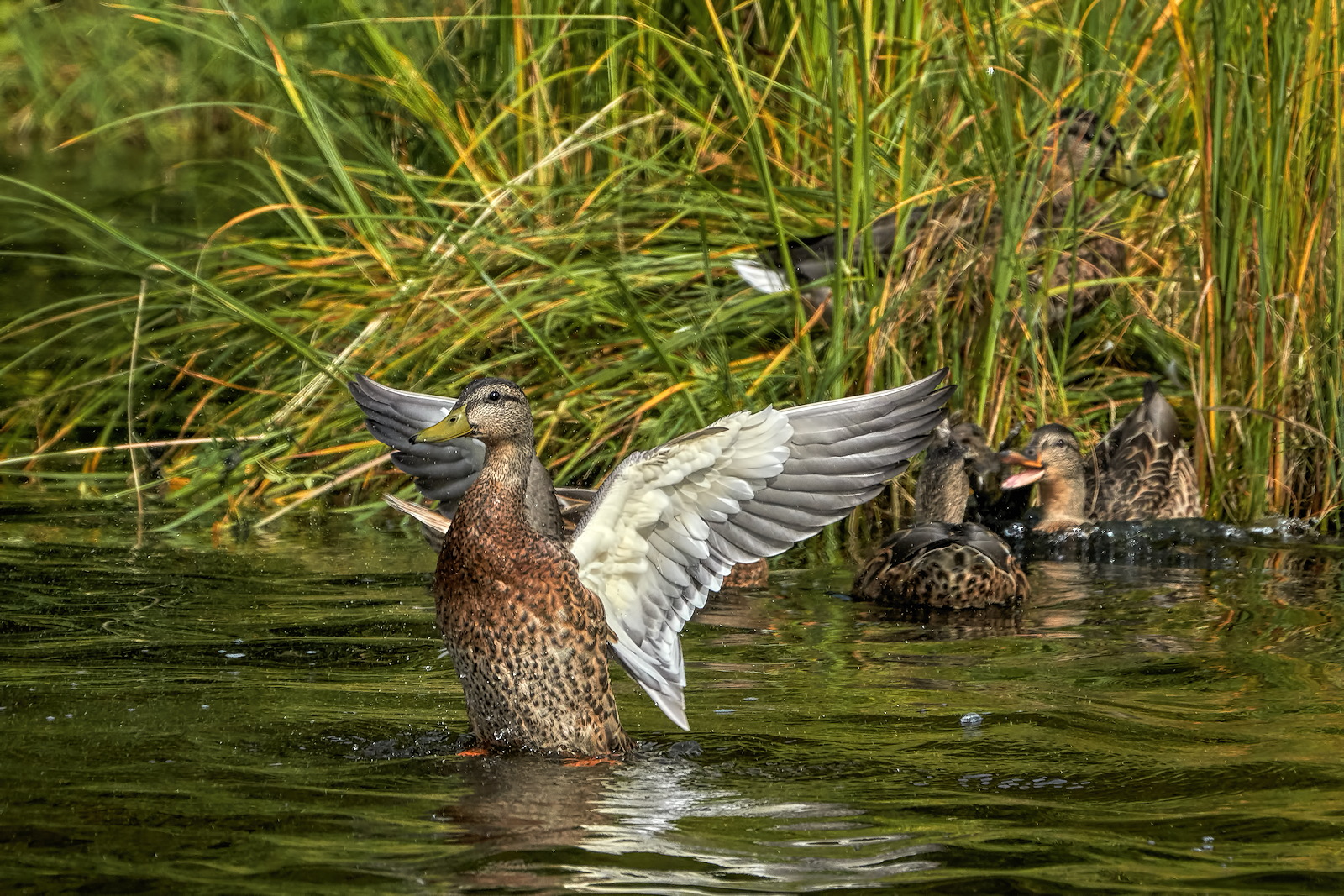 Showoff in the Group