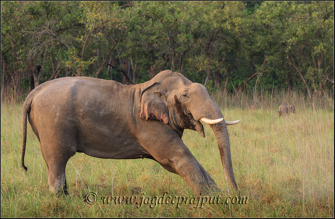 Jumbo stretching