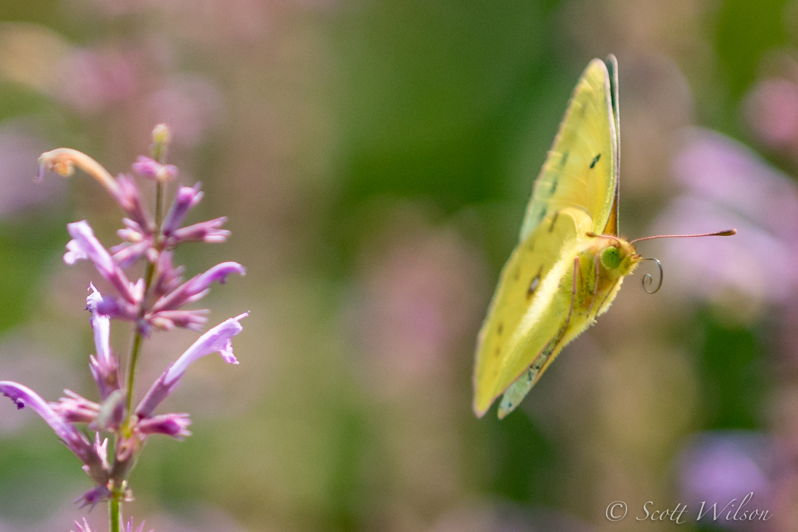 Colias in fight