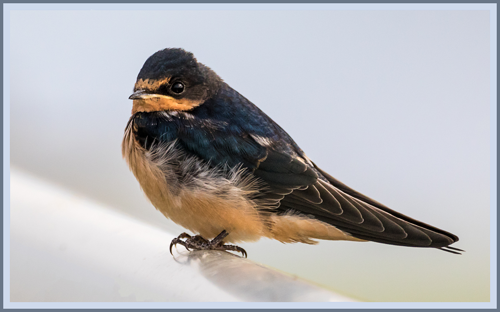 Barn Swallow