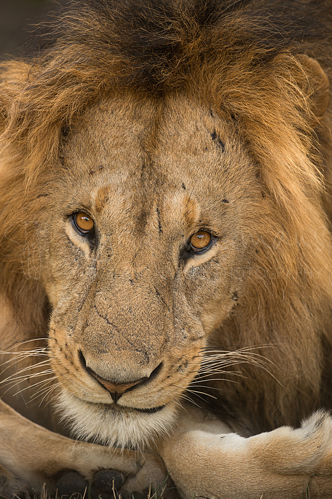Greetings from the Mara