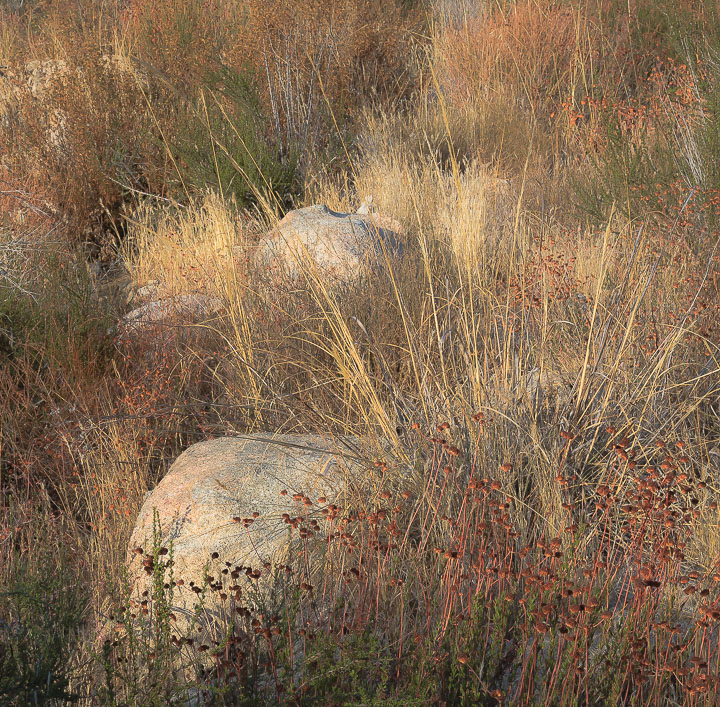 Boulders & Buckwheat 