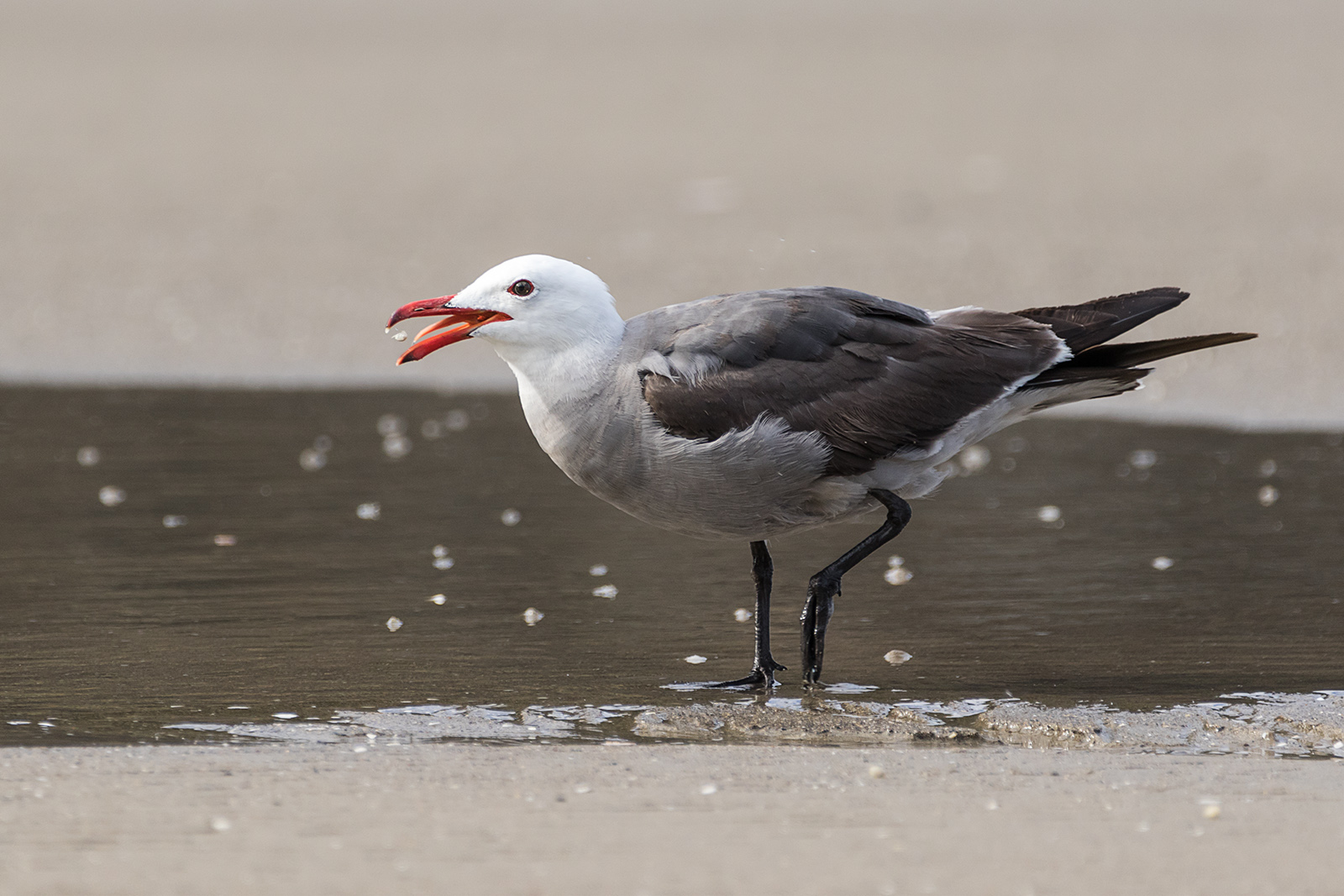 Heermann's Gull