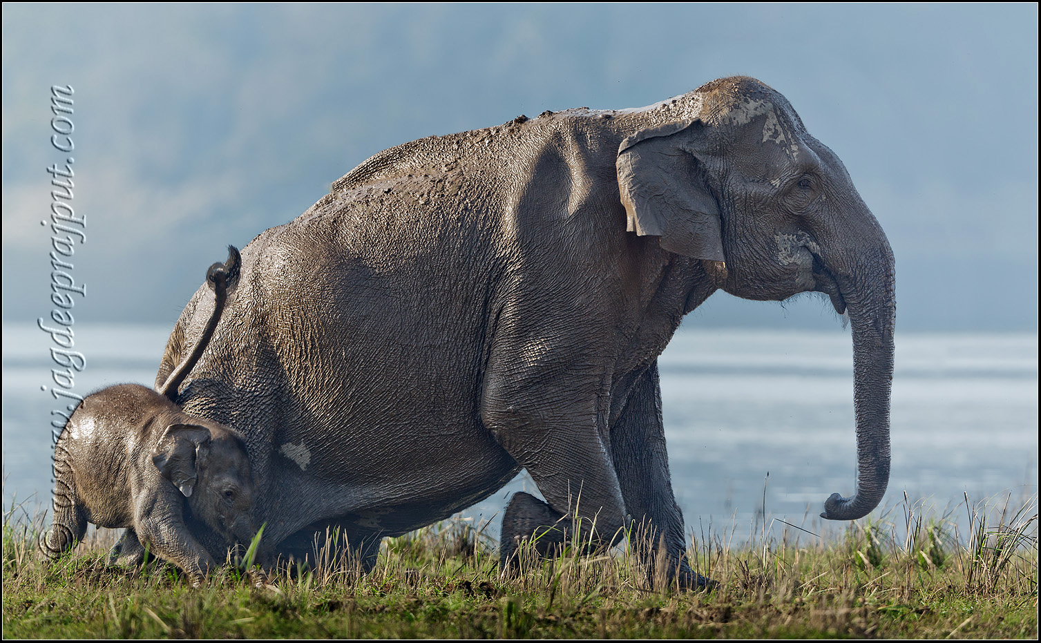Asian Elephant & young 