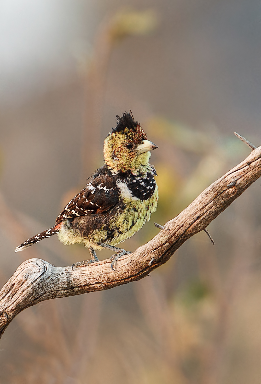 Crested Barbet