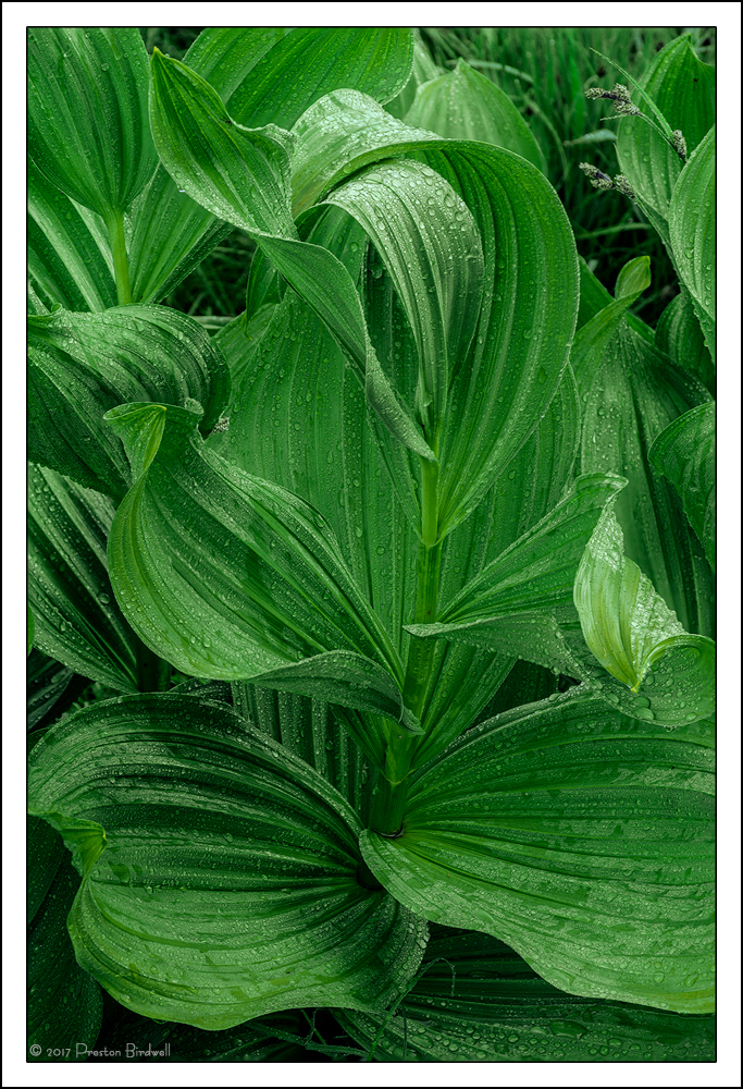 Morning Dew