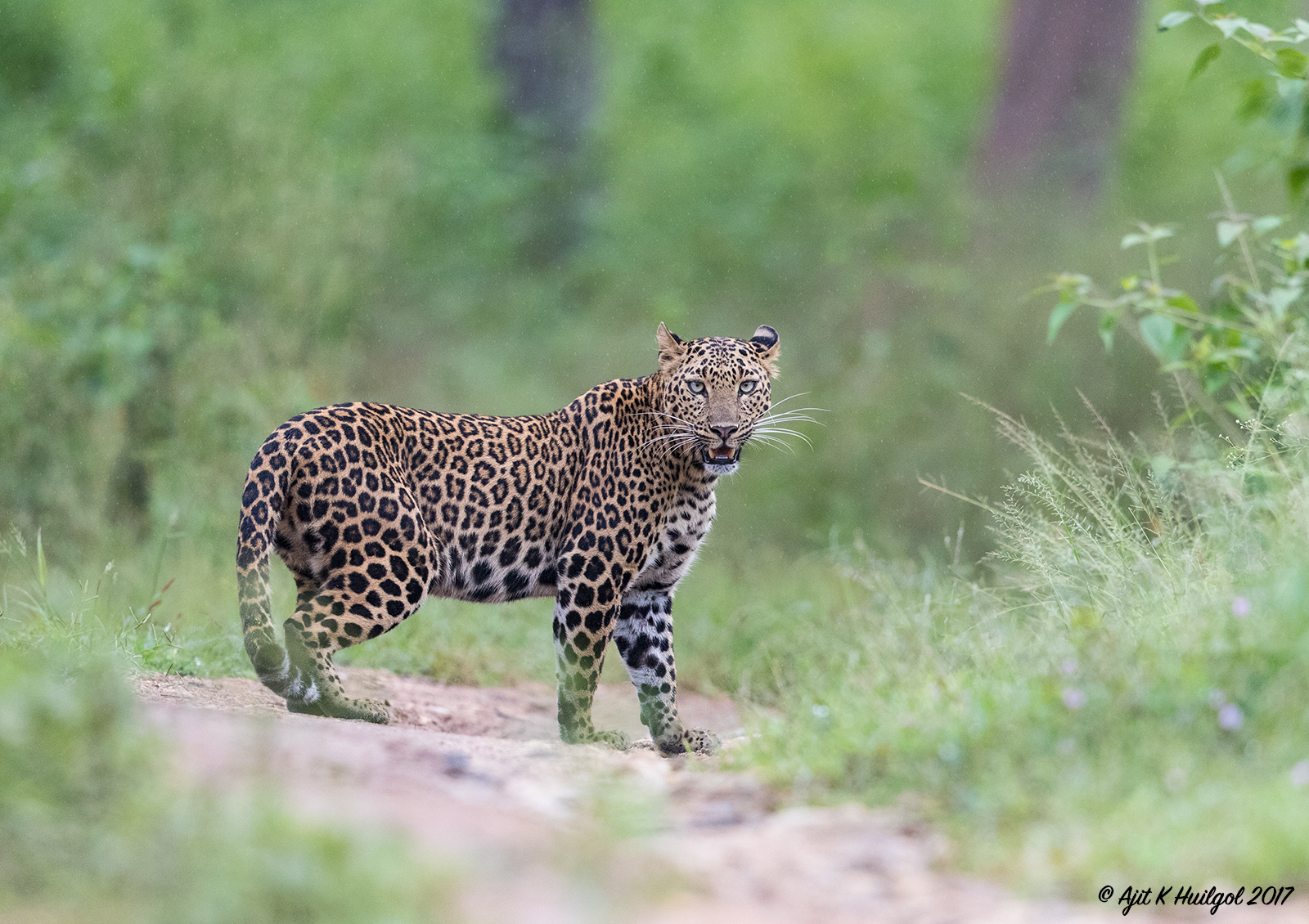 Leopard cub