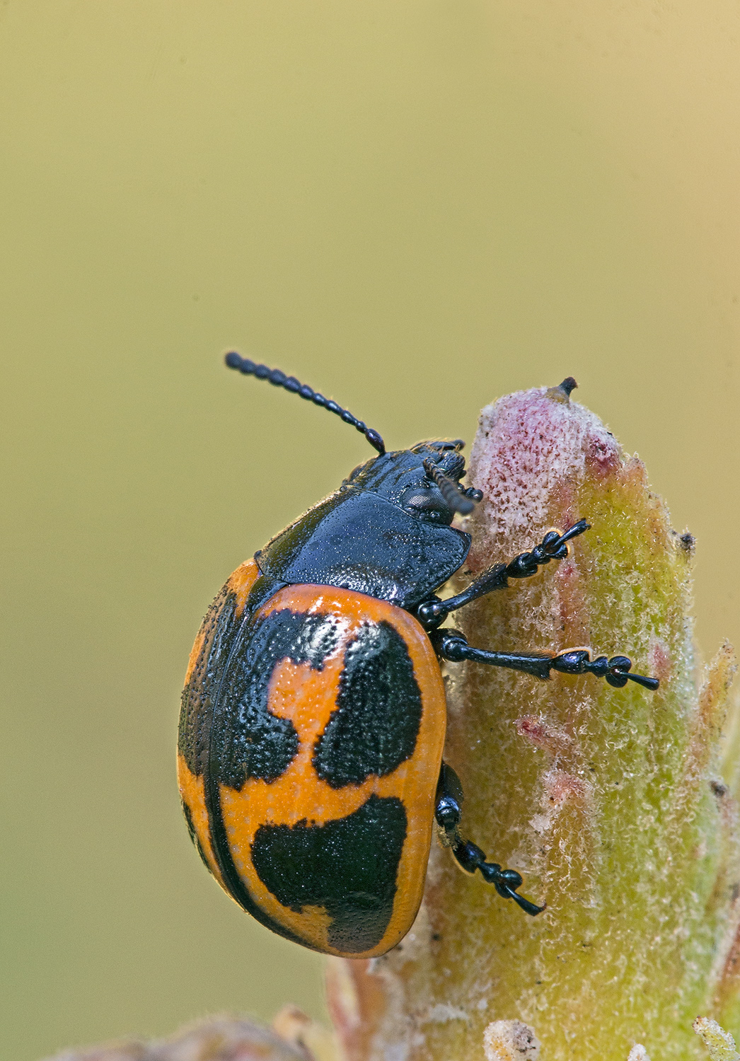 Milkweed Leaf Beetle