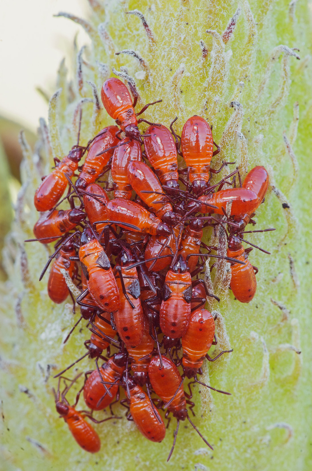 Pile of Baby Bugs
