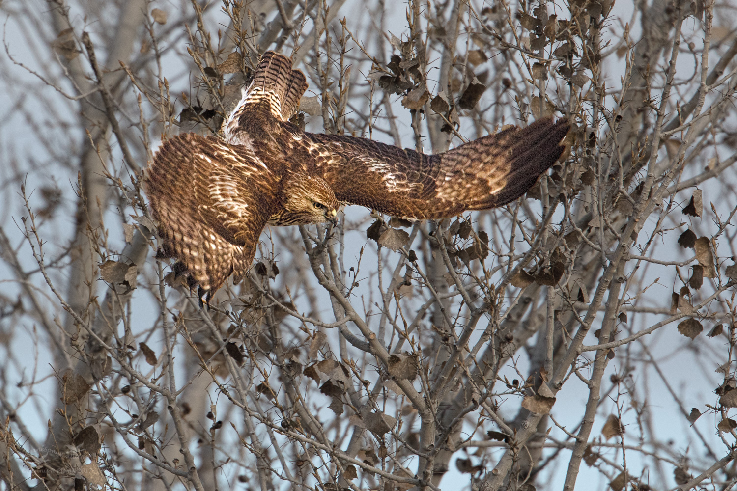 Red-tailed Hawk