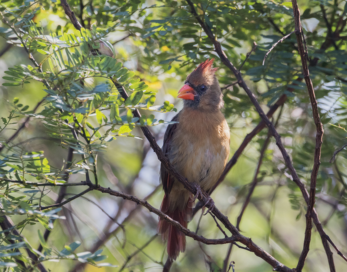 Female Cardinal