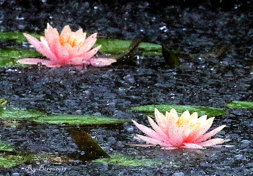 Lilies in the storm