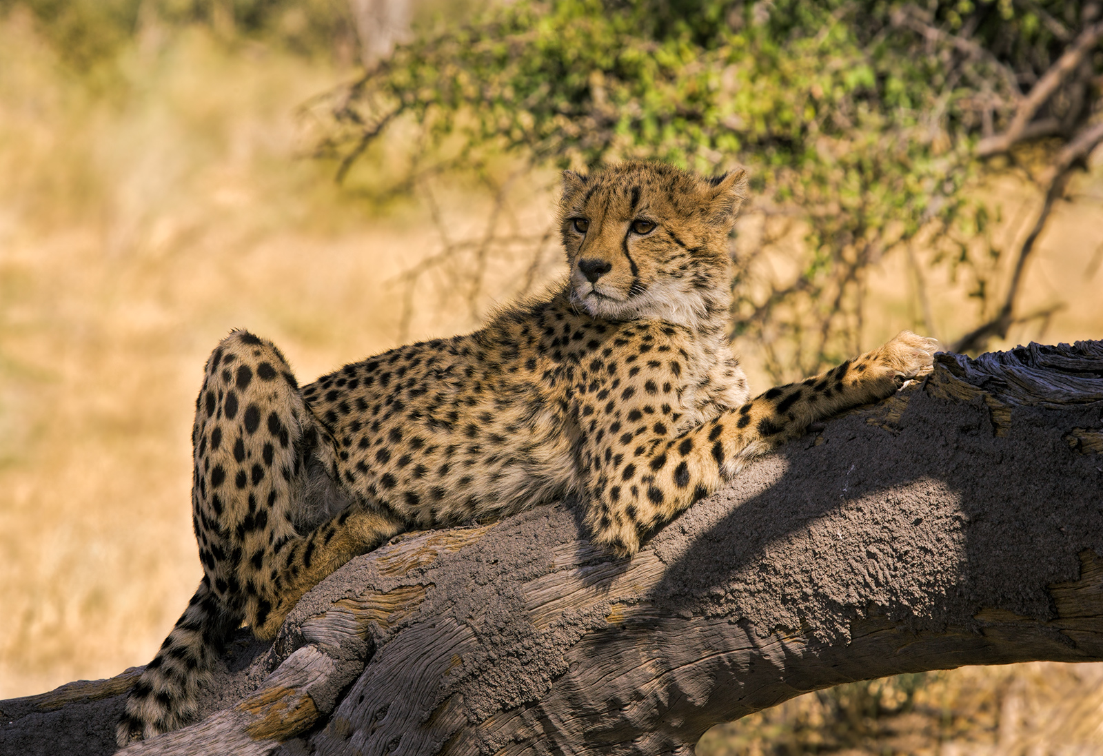 Young Cheetah