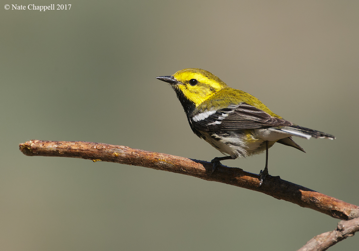 Black-thr Green Warbler